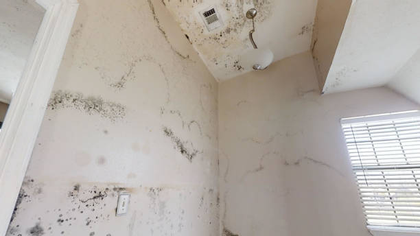 Biohazard Mold Removal in North Muskegon, MI