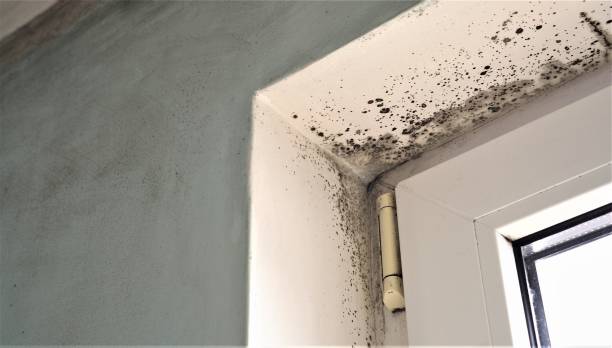 Best Mold Remediation for Healthcare Facilities  in North Muskegon, MI