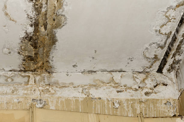 Best Crawl Space Mold Remediation  in North Muskegon, MI