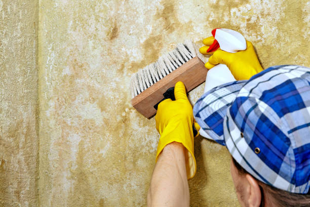 Best Attic Mold Removal  in North Muskegon, MI