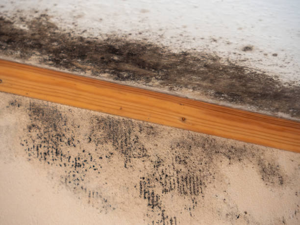  North Muskegon, MI Mold Removal Pros