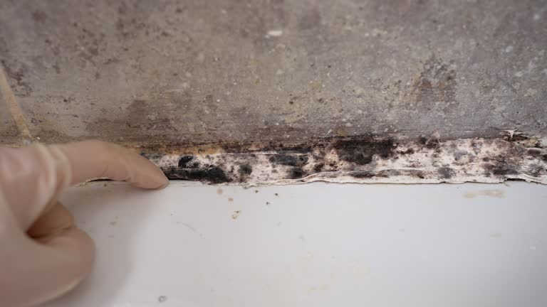Best Basement Mold Removal  in North Muskegon, MI